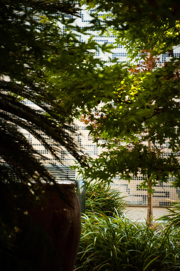 Greenery around Cajon Dental office